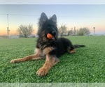 Small #8 German Shepherd Dog