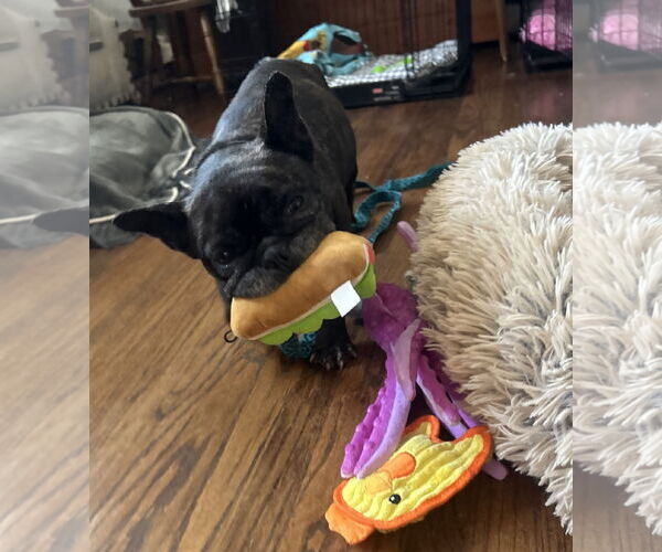 Medium Photo #2 French Bulldog Puppy For Sale in San Jose, CA, USA