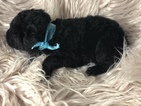 Small Photo #20 Goldendoodle Puppy For Sale in LAKELAND, FL, USA
