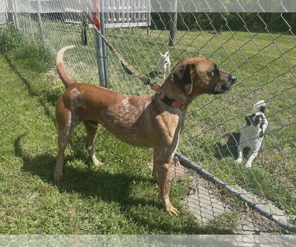 Medium Photo #5 Coonhound-Unknown Mix Puppy For Sale in Westwood, NJ, USA
