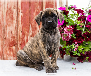 Medium Mastiff