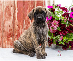 Puppy Mackenzie Mastiff