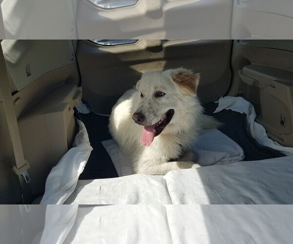 Medium Photo #18 Great Pyrenees-Unknown Mix Puppy For Sale in Houston, TX, USA