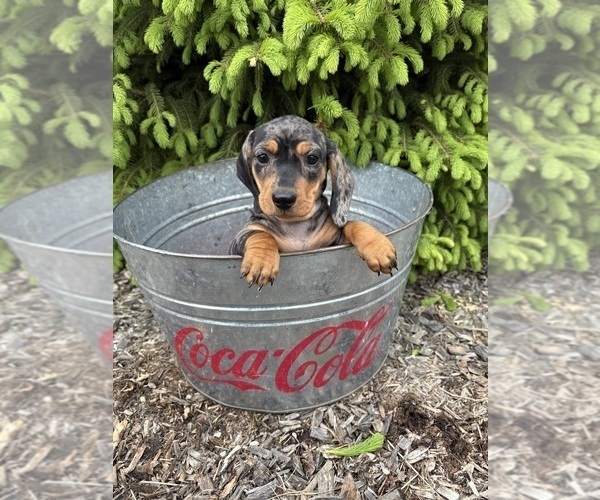 Medium Photo #4 Dachshund Puppy For Sale in MIDDLEBURY, IN, USA