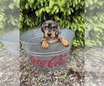 Small #3 Dachshund