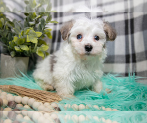 Maltipoo Litter for sale in NAPPANEE, IN, USA