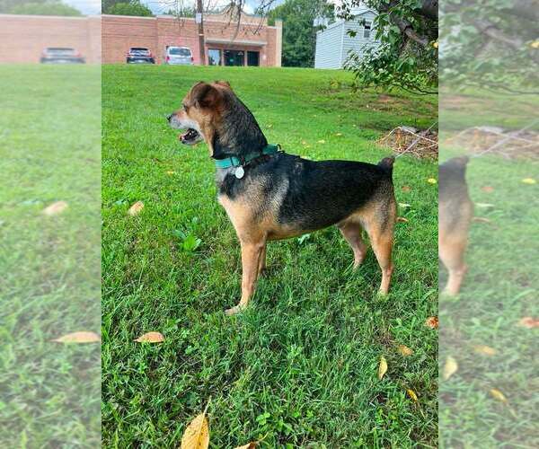 Medium Photo #4 Mutt Puppy For Sale in Candler, NC, USA