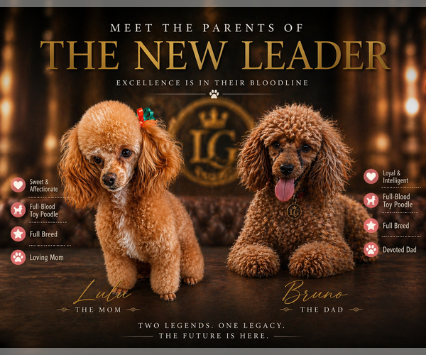 Medium Photo #13 Poodle (Toy) Puppy For Sale in LIVE OAK, FL, USA