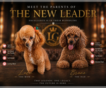 Small #12 Poodle (Toy)