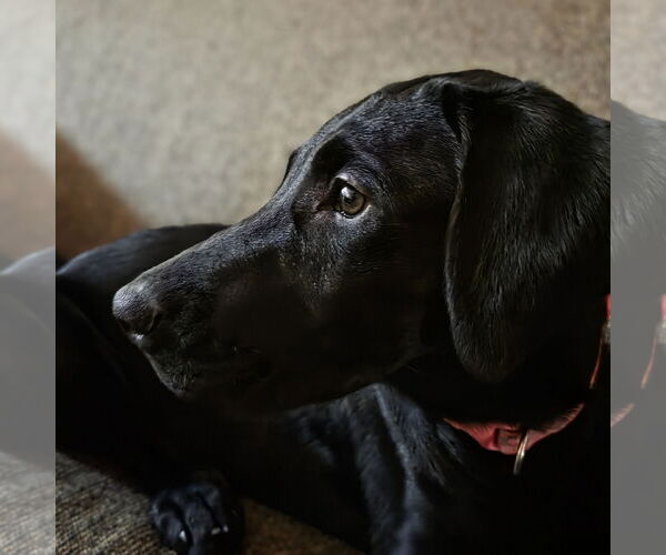 Medium Photo #8 Labrador Retriever Puppy For Sale in Fargo, ND, USA