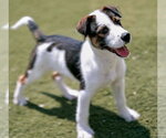 Small #1 Mutt