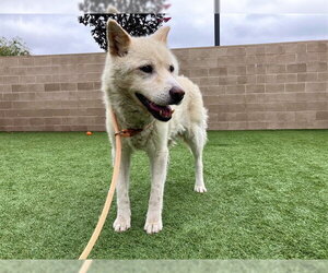 Siberian Husky Dogs for adoption in Orange, CA, USA
