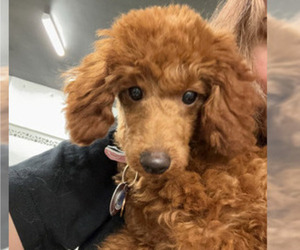 Poodle (Miniature) Puppy for sale in ARLINGTON, VA, USA