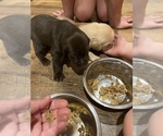 Small Photo #8 Labrador Retriever Puppy For Sale in MC LEANSBORO, IL, USA