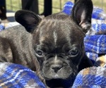 Puppy Puppy 5 Purple Faux Frenchbo Bulldog