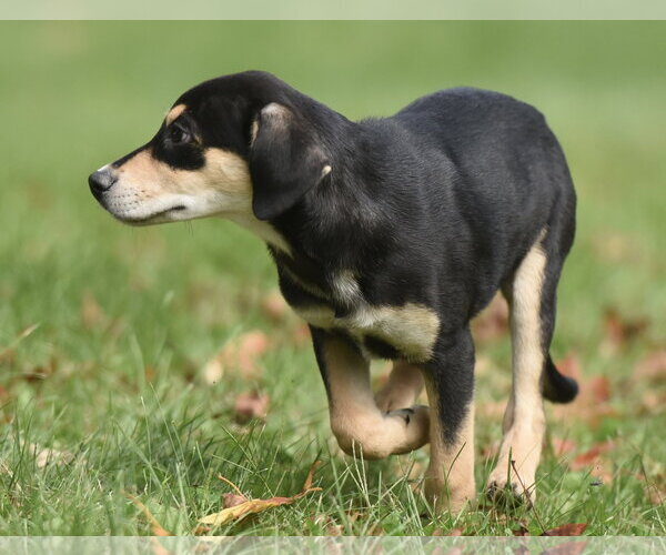 Medium Photo #5 Australian Shepherd-Unknown Mix Puppy For Sale in Mechanicsburg, PA, USA