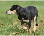 Small Photo #5 Australian Shepherd-Unknown Mix Puppy For Sale in Mechanicsburg, PA, USA
