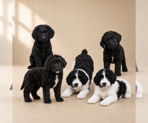 Labradoodle Puppy for sale in DALLAS, GA, USA