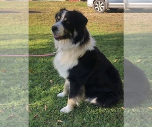Father of the Australian Shepherd puppies born on 05/20/2025