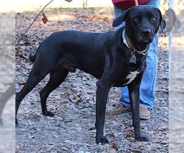 Medium Photo #6 Mutt Puppy For Sale in Lake Wylie, SC, USA