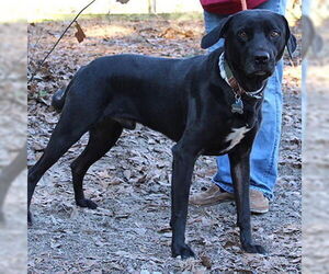 Quincey - Male Mutt Dog for Adoption - Photo #6