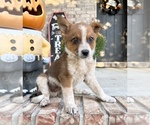 Maverick - Male Australian Cattle Dog Puppy for Sale - Photo #5