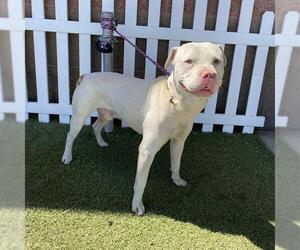 American Pit Bull Terrier-Unknown Mix Dogs for adoption in Modesto, CA, USA