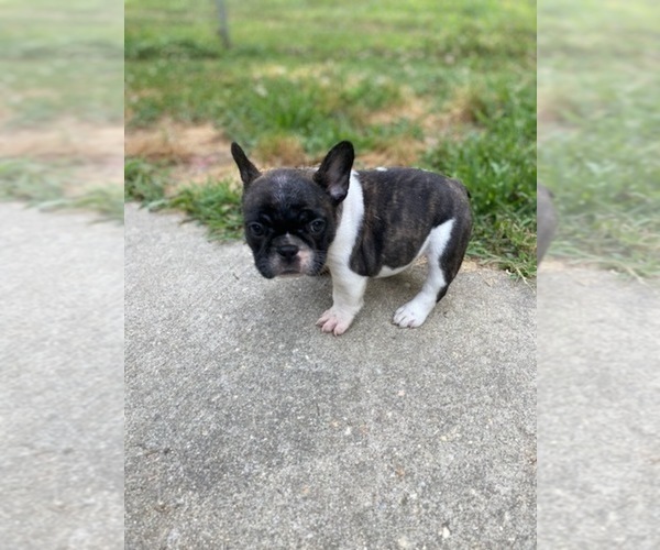 Medium Photo #3 French Bulldog Puppy For Sale in GLOUCESTER, VA, USA