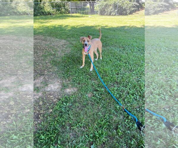 Medium Photo #3 American Staffordshire Terrier-Unknown Mix Puppy For Sale in Front Royal, VA, USA