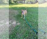 Small #2 American Staffordshire Terrier Mix