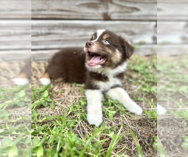 Medium Photo #8 Miniature Australian Shepherd Puppy For Sale in ORLANDO, FL, USA