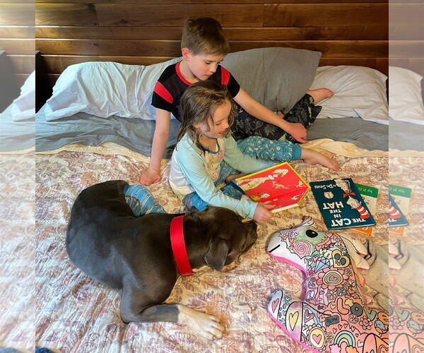 Medium Photo #42 American Pit Bull Terrier-Unknown Mix Puppy For Sale in Fargo, ND, USA