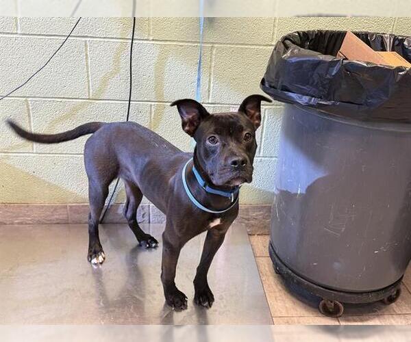 Medium Photo #1 American Staffordshire Terrier-Unknown Mix Puppy For Sale in Grand Prairie, TX, USA