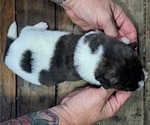 Small Photo #2 Akita Puppy For Sale in ELLINGTON, MO, USA