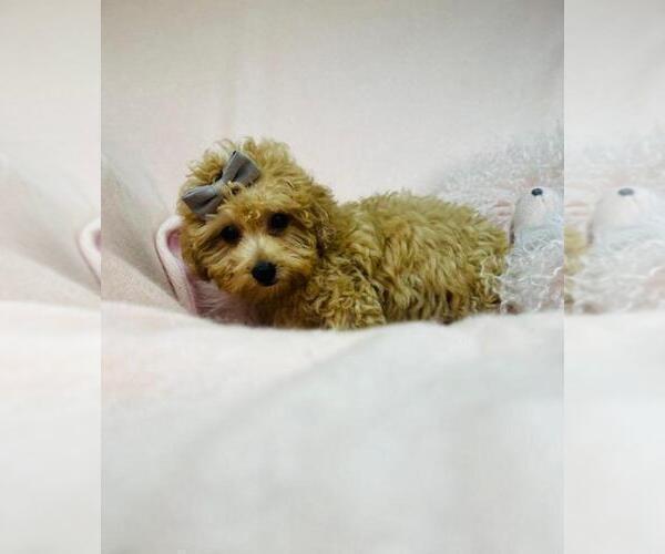 Medium Photo #5 Goldendoodle Puppy For Sale in PEMBROKE PINES, FL, USA