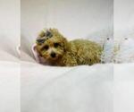 Small #4 Goldendoodle