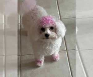Bichon Frise Puppy for sale in RICHMOND, MI, USA