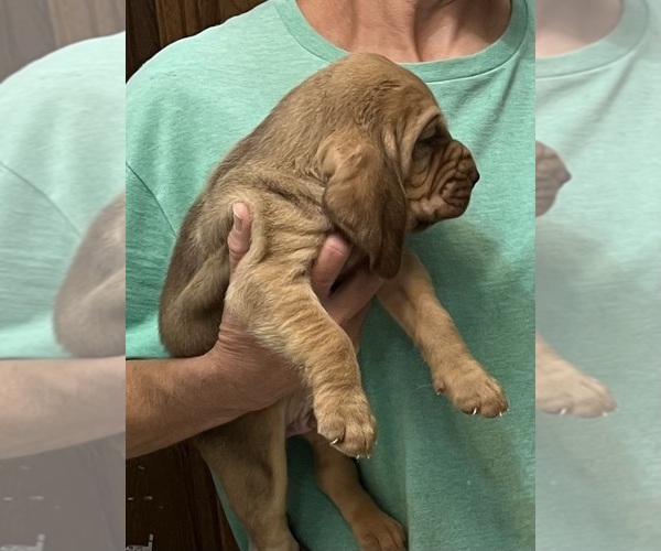 Medium Photo #9 Bloodhound Puppy For Sale in FORT MORGAN, CO, USA