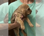 Red LM 4 - Male Bloodhound Puppy for Sale - Photo #9