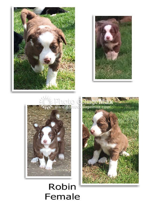 Medium Photo #1 Border Collie Puppy For Sale in CLOVIS, CA, USA