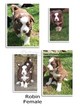 Small Photo #1 Border Collie Puppy For Sale in CLOVIS, CA, USA
