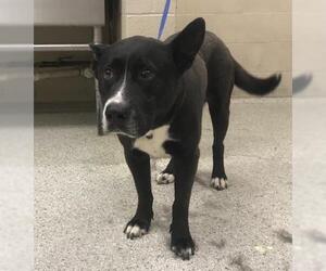 American Staffordshire Terrier-Labrador Retriever Mix Dogs for adoption in Conroe, TX, USA