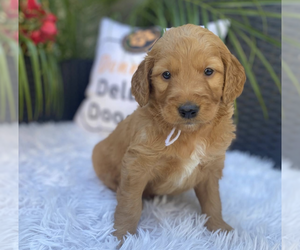 Goldendoodle Puppy for sale in LAKE PANASOFFKEE, FL, USA
