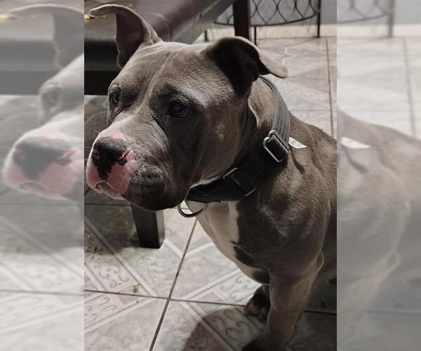 Medium Photo #1 American Staffordshire Terrier Puppy For Sale in San Antonio, TX, USA