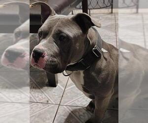 American Staffordshire Terrier Dogs for adoption in San Antonio, TX, USA