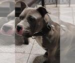 Small American Staffordshire Terrier