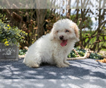 Small #1 Cavapoo