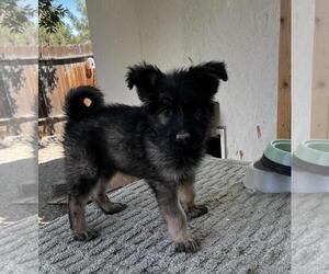 German Shepherd Dog-Unknown Mix Dogs for adoption in Incline Village, NV, USA