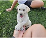 Puppy Lime Green Labrador Retriever
