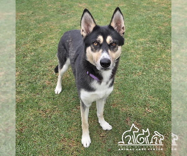 Medium Photo #1 Siberian Husky Puppy For Sale in Irvine, CA, USA